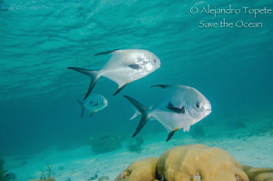 Palometas, San Pedro Belize by Alejandro Topete 